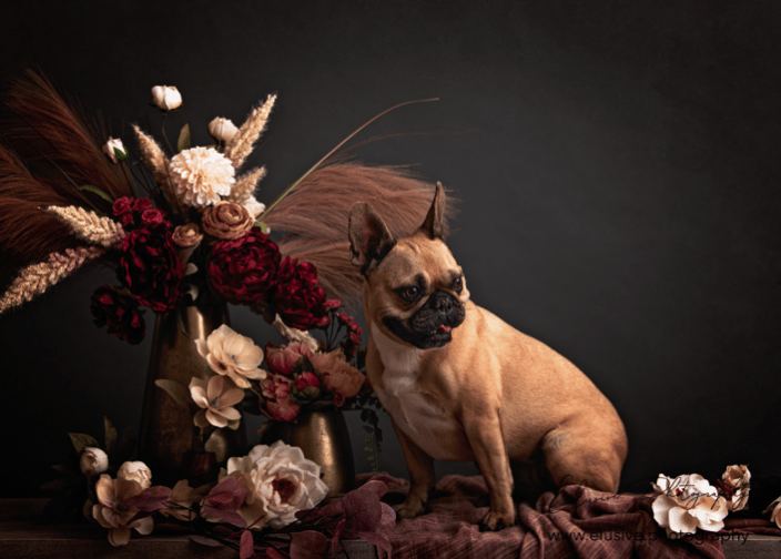 Fine Art Pet Portrait