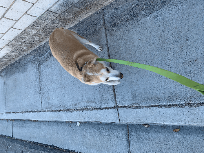 Finnegan