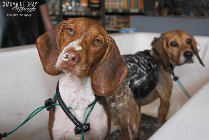 Bathing Beagles
