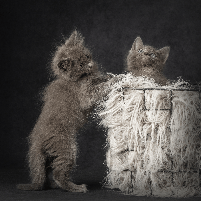 Kittens