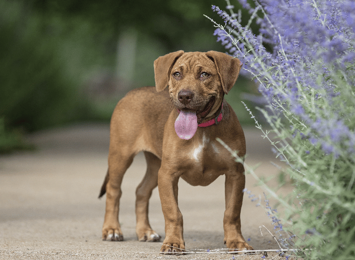 puppy