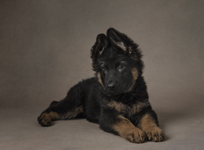 puppy photography