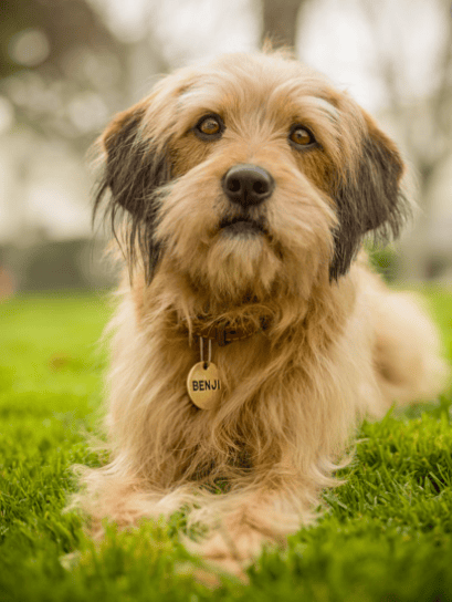 Benji