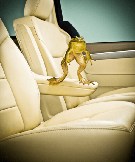 The Frog