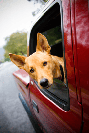 Road Trip