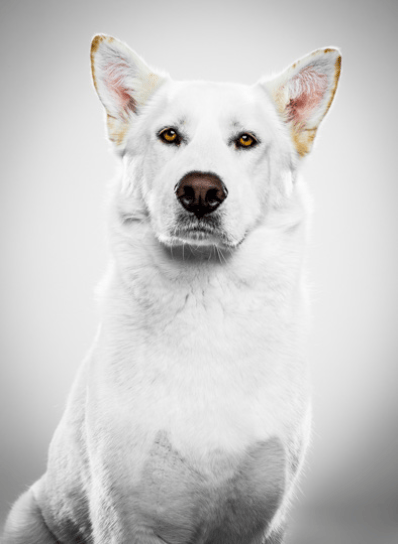 Milo