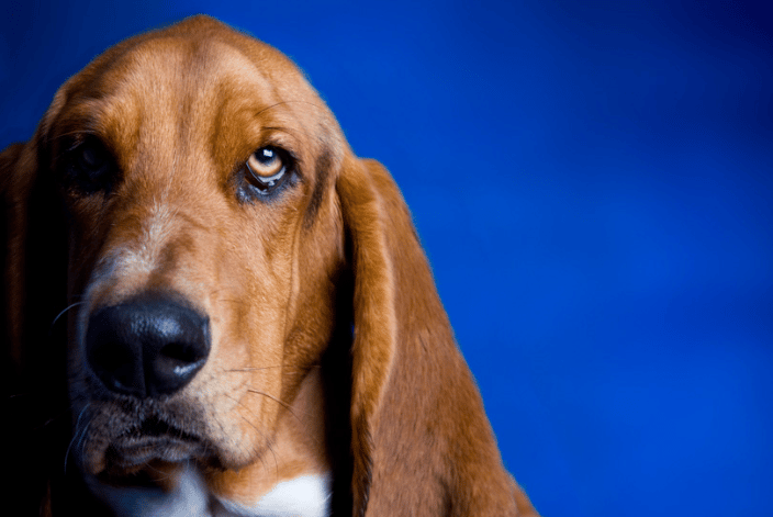 Bassett