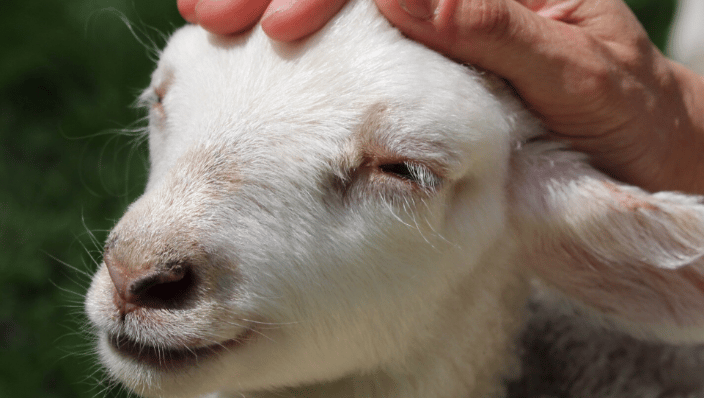 Cats, Dogs, Horses, Pigs, Chickens, Birds, Rabbits, Goats, Cows, any animal!