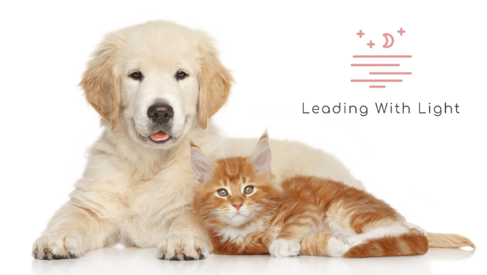 Your animal will be in great hands and will be grateful for the gift of Reiki