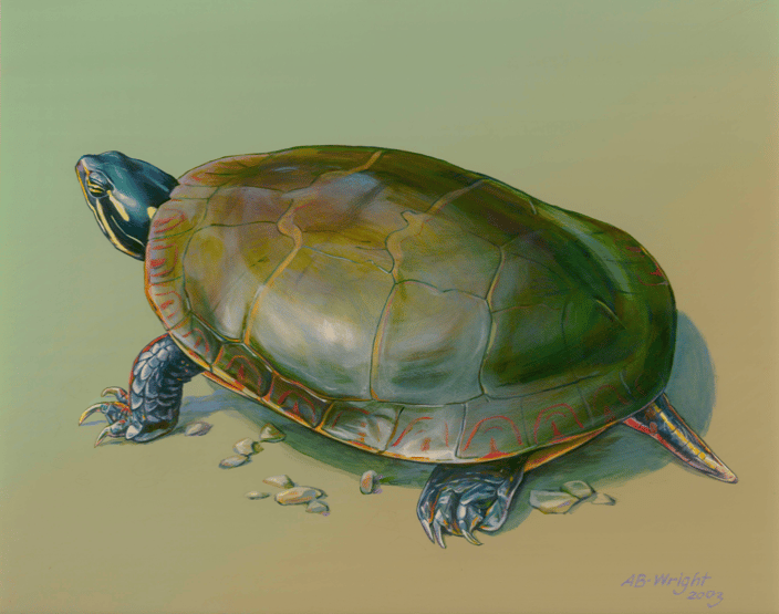 Eastern Painted Turtle