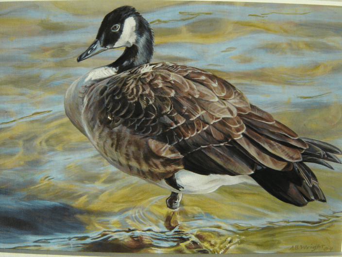  Canada goose
