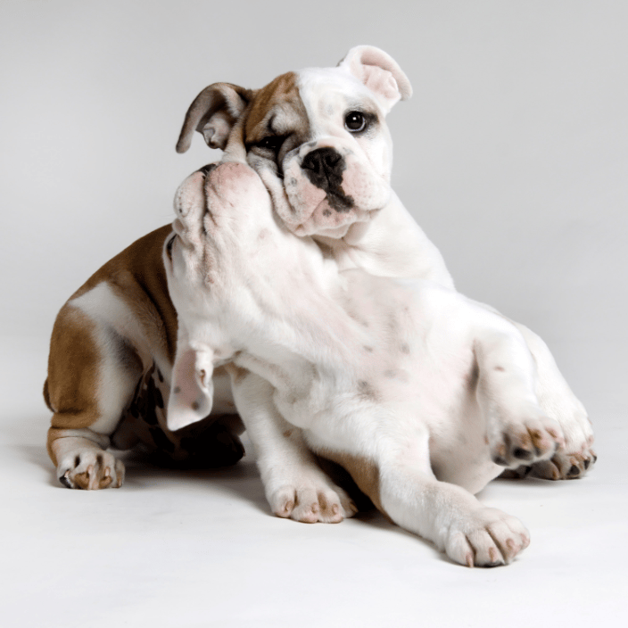 Dudley and Agnes