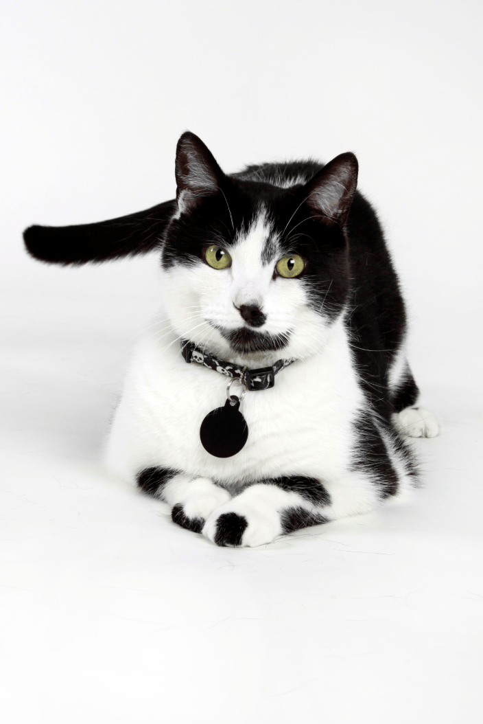 Oreo. Portrait made in his home.