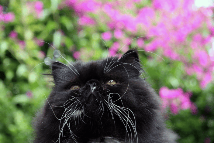 Pancake the Persian