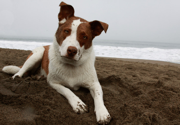 McCoy, Baker Beach San Francisco CA