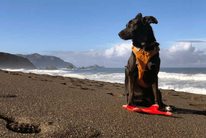 Pippa, Pacifica CA