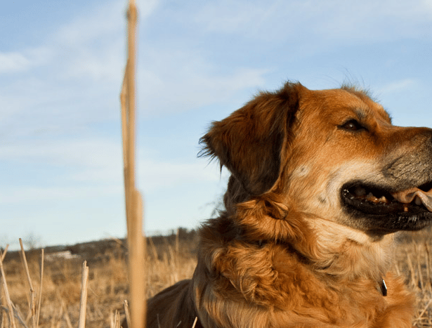Dog Stella at Marymoor Park