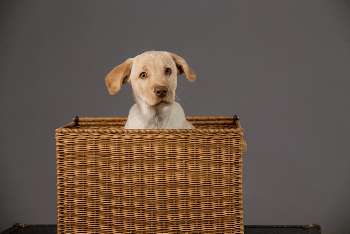 Dog Jackson in studio