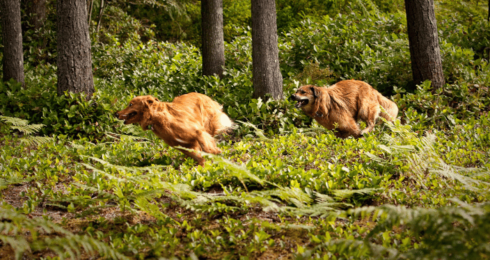 Dogs chasing!