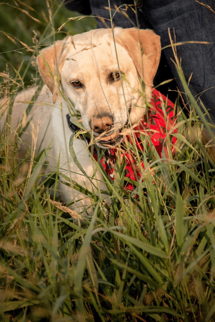 Dog at Marymoor Park