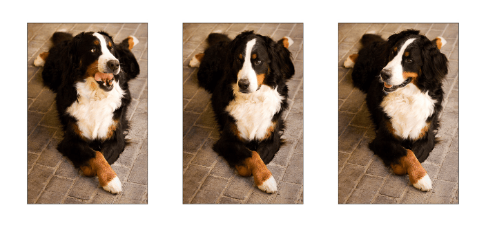Bernese Mountain Dog
