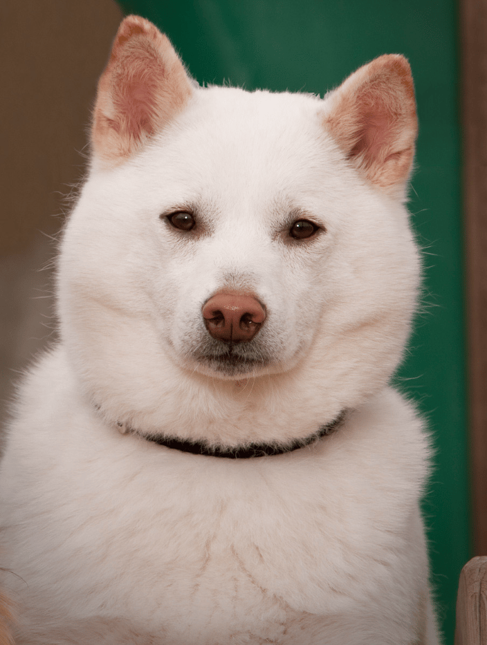 Dog portrait
