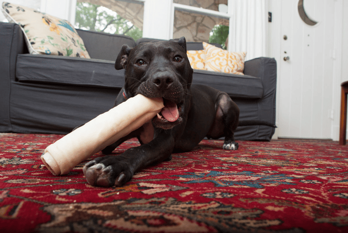 Dog portrait