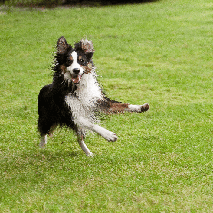 Happy dog!