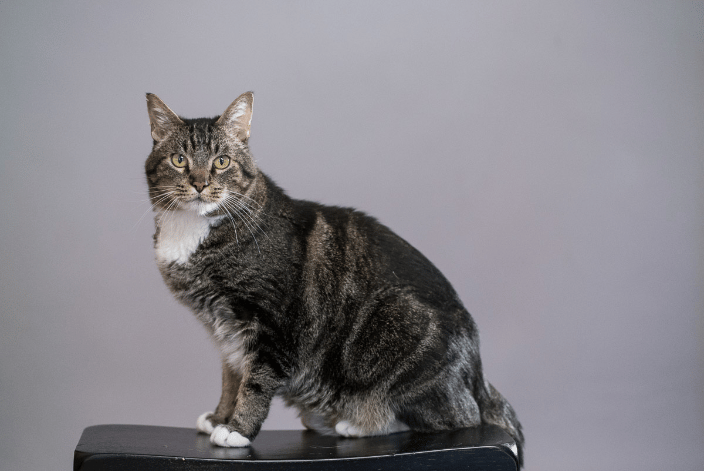 Patient cat Burton
