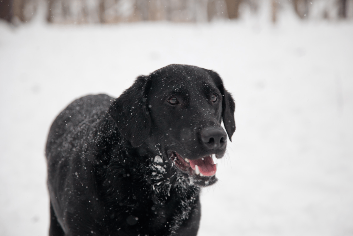 black lab in snow