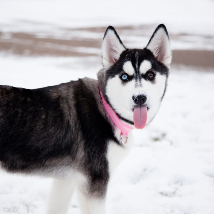 husky with tongue out