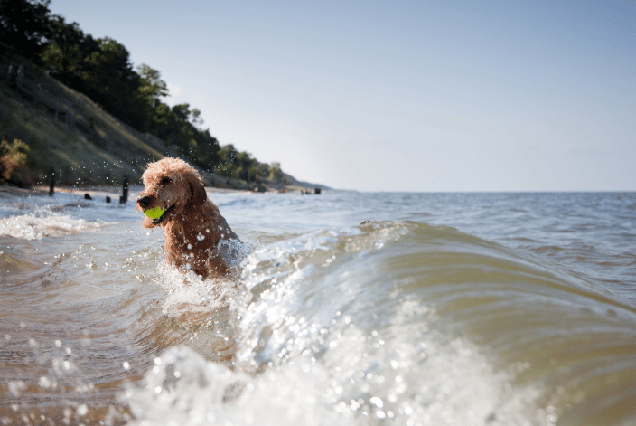 golden doodle in water