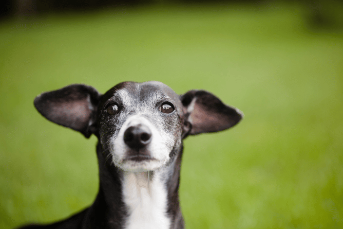 small dog with big ears