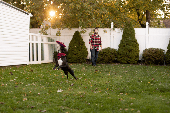 dog fetching frisbee
