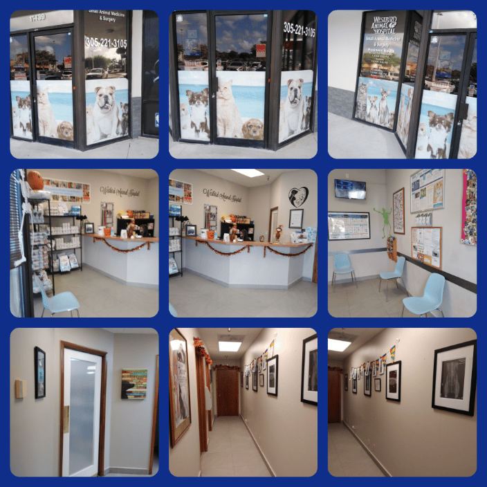 Pet Clinic lobby, and exam room entrance