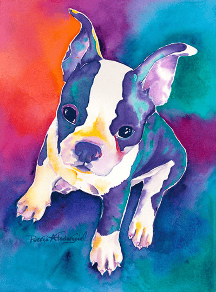 Frenchie Boston Terrier Mix