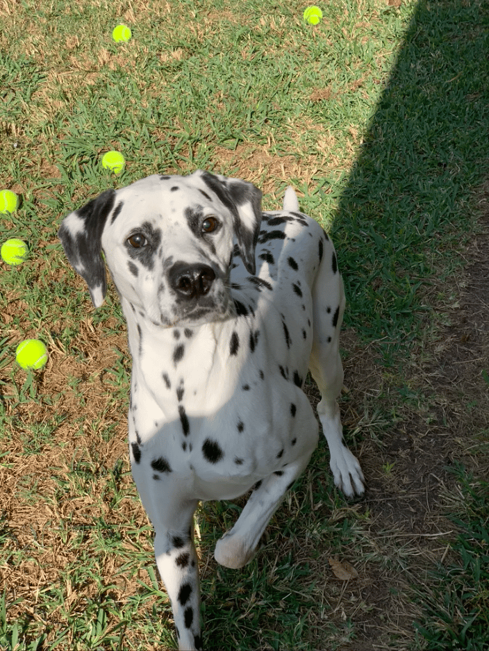 Cap, the Dalmatian!