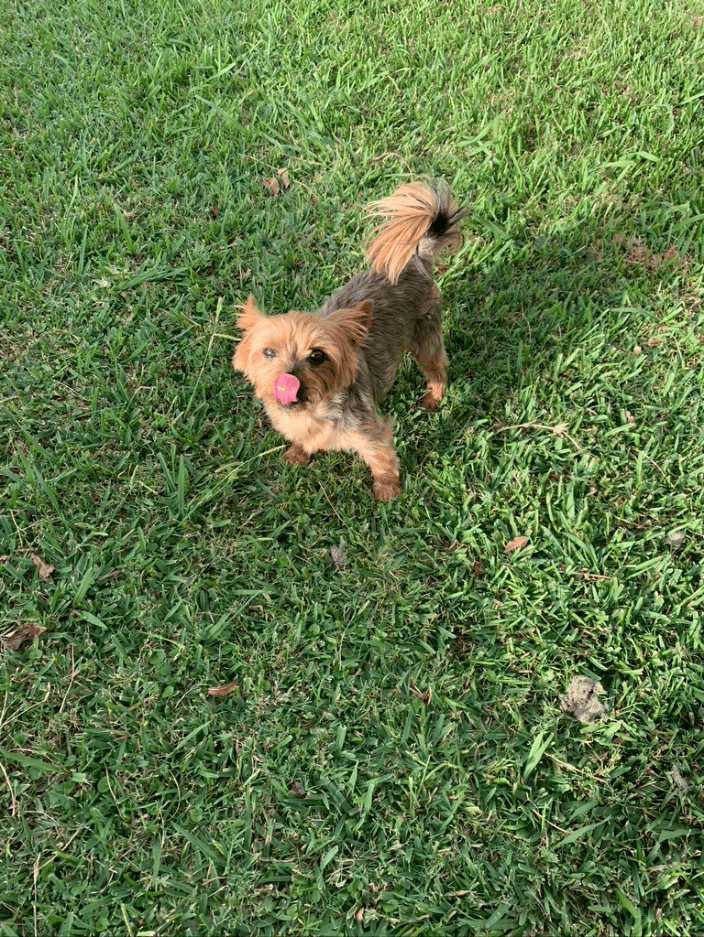 Darwin