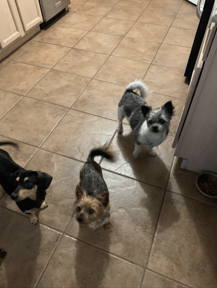 Sagan, Darwin, and Sookie!