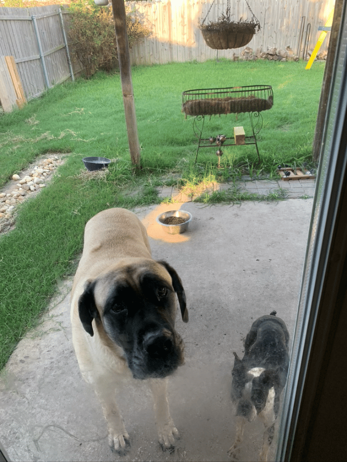 Layla and Jojo