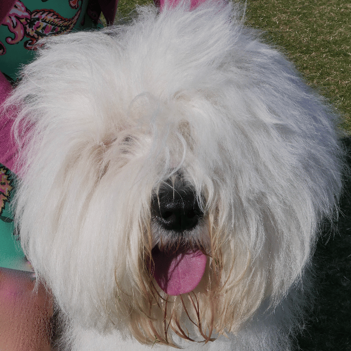 Old English Sheepdog