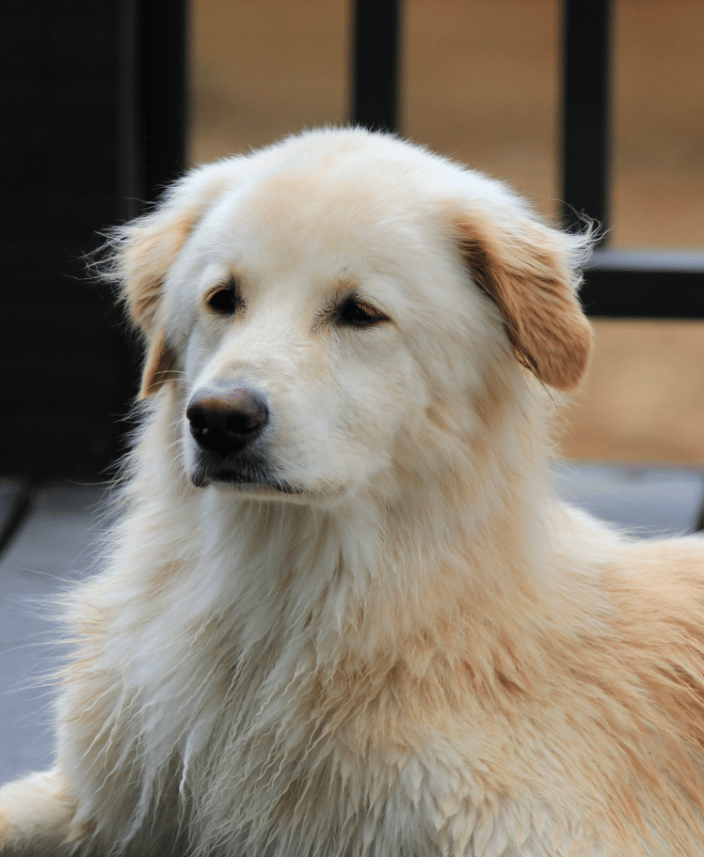 Family Pet Dog