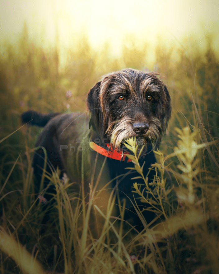 Pudelpointer