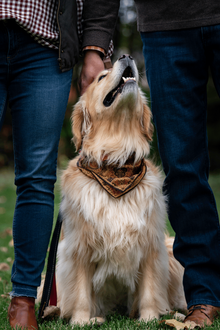 Golden Retriever 