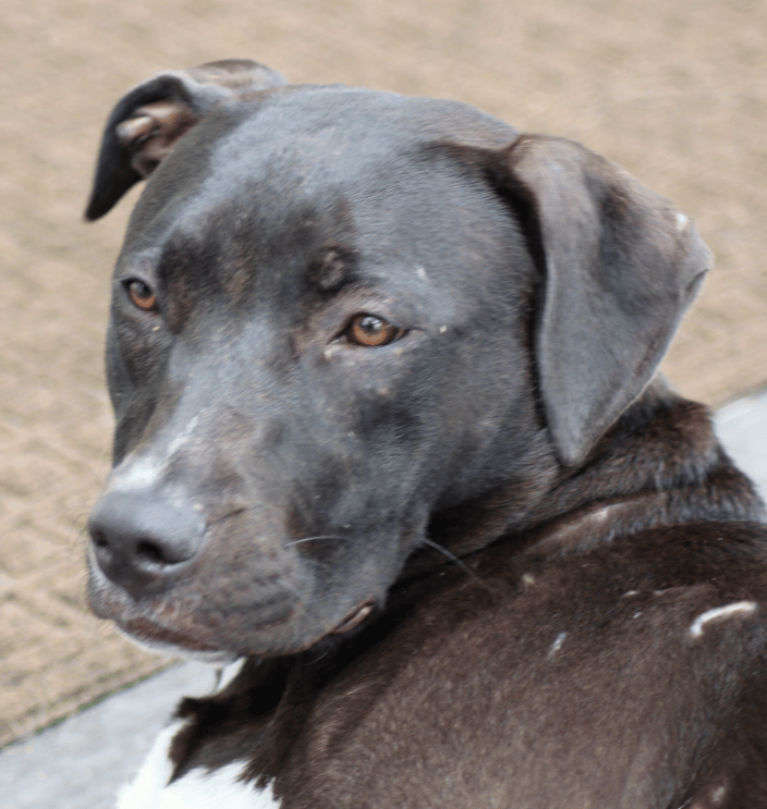 Family Pet Dog