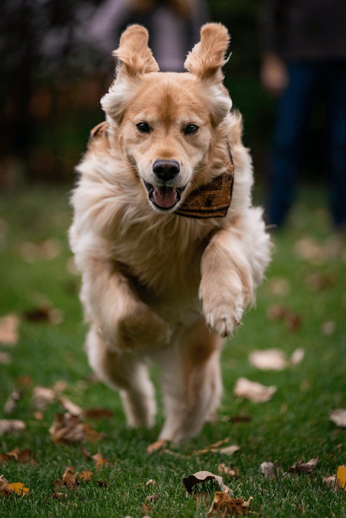 Golden Retriever
