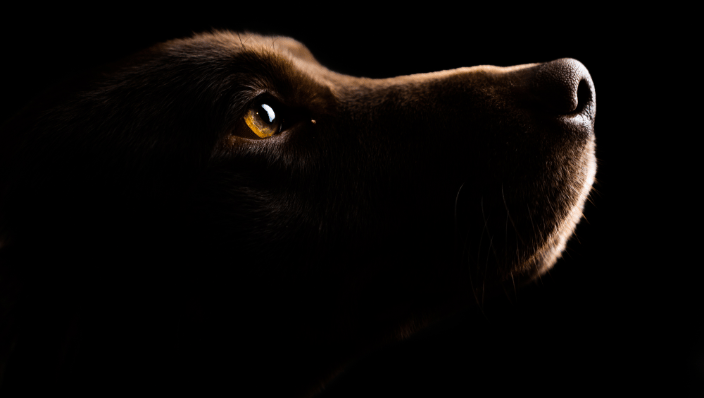 Chocolate Lab
