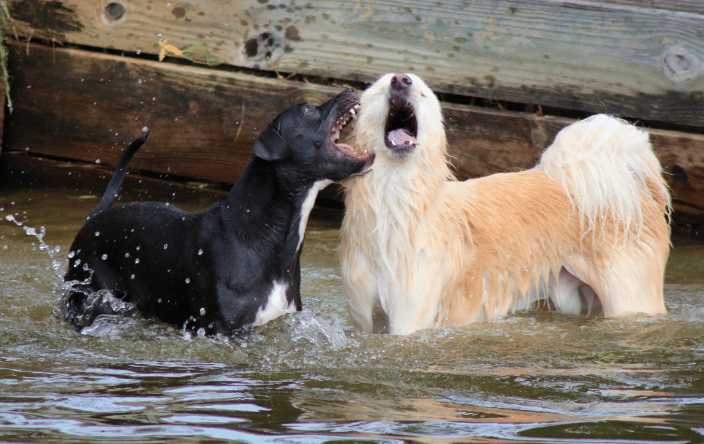 Family Pet Dogs