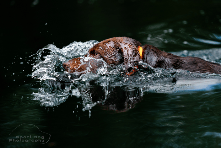 Chocolate Lab