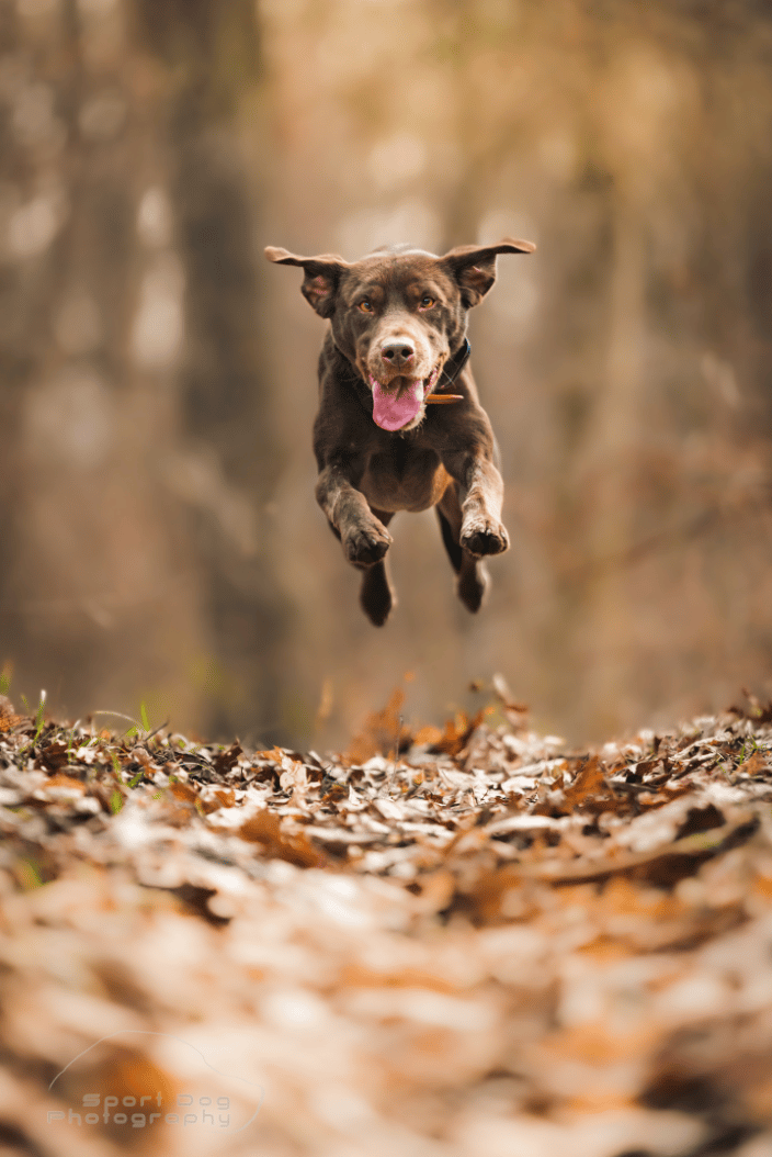 Chocolate Lab